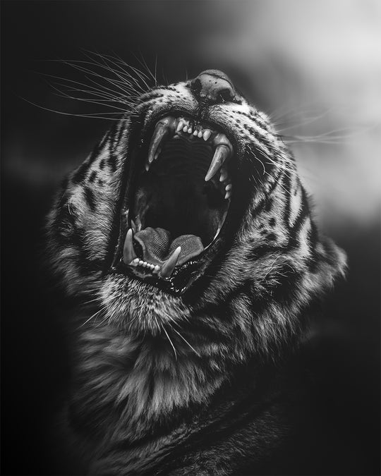 ROAR - NB