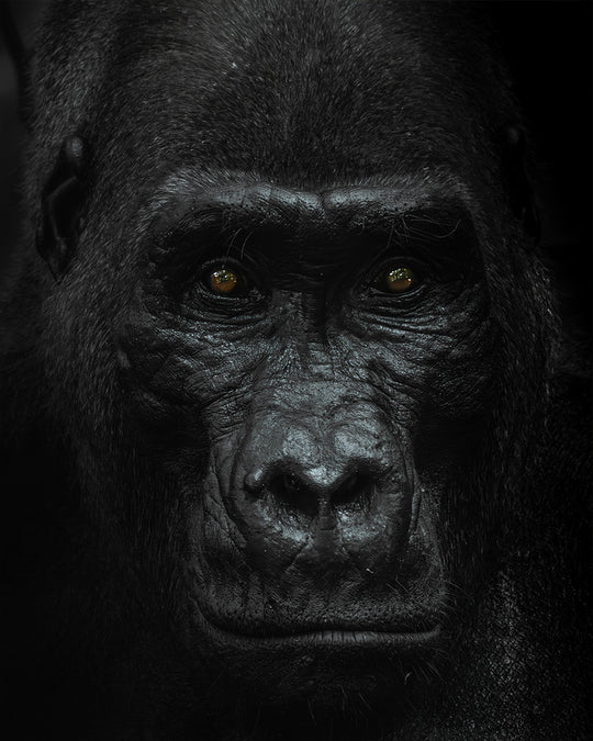 Silverback
