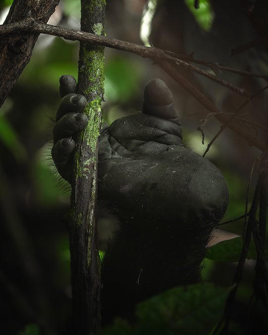 The hand
