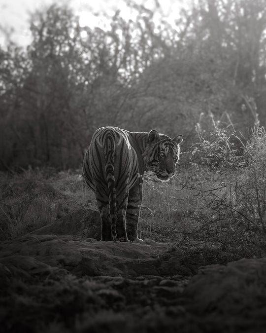 THE LAST GOODBYE - NB