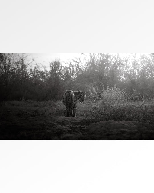 THE LAST GOODBYE - NB